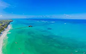 Aerial view of palms on the sandy beach of Indian Ocean at sunny day