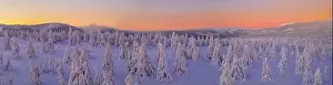 Snowstorm Prints: Aerial view of panoramic idyllic winter landscape with spruce trees and snowy meadow