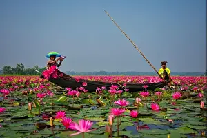 Pirogue Prints: Aerial view of a person harvesting in the swamp pink lilies used as vegetables for cooking fish