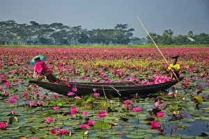 Pirogue Prints: Aerial view of a person harvesting in the swamp pink lilies used as vegetables for cooking fish