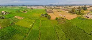 Rice Field Prints: Aerial top view photo from flying drone of green rice fields in countryside Land with grown plants of paddy
