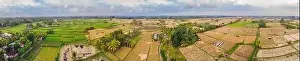 Ubud Prints: Aerial top view photo from flying drone of green rice fields in countryside Land with grown plants of paddy