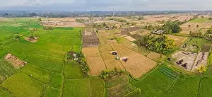Ubud Prints: Aerial top view photo from flying drone of green rice fields in countryside Land with grown plants of paddy