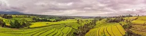 Rice Paddies Prints: Aerial top view photo from flying drone of green rice fields in countryside Land with grown plants of paddy