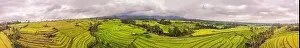 Aerial top view photo from flying drone of green rice fields in countryside Land with grown plants of paddy