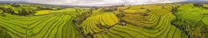 Rice Fields Prints: Aerial top view photo from flying drone of green rice fields in countryside Land with grown plants of paddy
