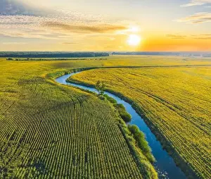 Sunflower Field Prints: Aerial view of a picturesque river winding its way through vibrant sunflower fields