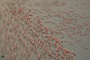 Drinking Water Prints: Aerial view of pink flamingos standing near shore and drinking water from lake