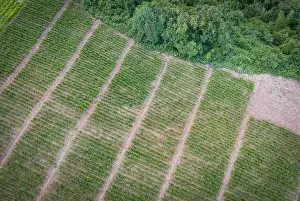 Aerial view of the plowed field green nature agricultural farm background