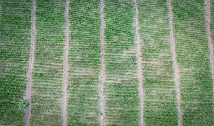 Cultivated Field Prints: Aerial view of the plowed field green nature agricultural farm background