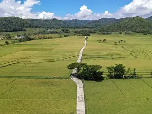 Kulon Progo Prints: Aerial view of rice field with road in Pronosutan View, Kulon Progo, Yogyakarta