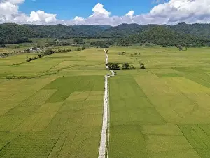 Kulon Progo Prints: Aerial view of rice field with road in Pronosutan View, Kulon Progo, Yogyakarta