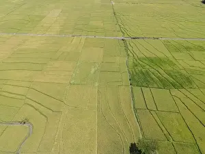 Aerial view of rice field with road in Pronosutan View, Kulon Progo, Yogyakarta
