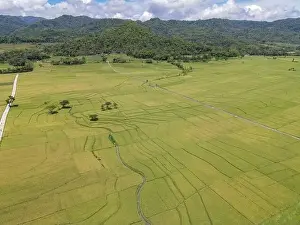 Kulon Progo Prints: Aerial view of rice field with road in Pronosutan View, Kulon Progo, Yogyakarta