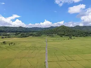 Kulon Progo Prints: Aerial view of rice field with road in Pronosutan View, Kulon Progo, Yogyakarta