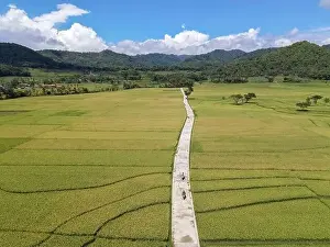 Kulon Progo Prints: Aerial view of rice field with road in Pronosutan View, Kulon Progo, Yogyakarta