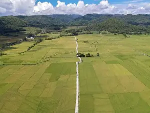 Kulon Progo Prints: Aerial view of rice field with road in Pronosutan View, Kulon Progo, Yogyakarta