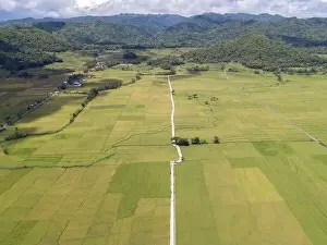 Kulon Progo Prints: Aerial view of rice field with road in Pronosutan View, Kulon Progo, Yogyakarta
