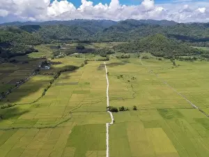 Kulon Progo Prints: Aerial view of rice field with road in Pronosutan View, Kulon Progo, Yogyakarta