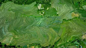 Natural Background Prints: Aerial view of Rice terrace in Luang Prabang, Laos