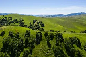 An aerial view of rolling hills in Northern California's tri-valley region shows lush, green grass that flourished after a wet winter