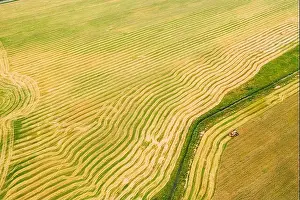 Aerial View Of Rural Landscape. Combine Harvester Working In Field, Collects Seeds. Harvesting Of Wheat In Late Summer. Agricultural Machine Collectin