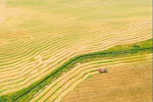 Aerial View Of Rural Landscape. Combine Harvester Working In Field, Collects Seeds. Harvesting Of Wheat In Late Summer. Agricultural Machine Collectin