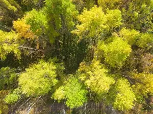 Valley View Prints: Aerial view of a rural road with in yellow and orange autumn forest