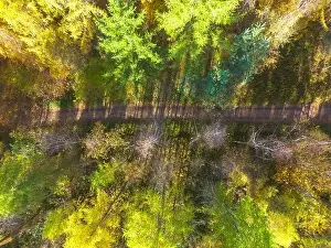 Carpathian Prints: Aerial view of a rural road with in yellow and orange autumn forest