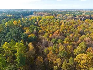 Carpathian Prints: Aerial view of a rural road with in yellow and orange autumn forest