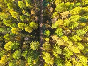 Aerial view of a rural road with in yellow and orange autumn forest