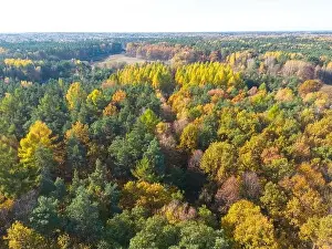 Carpathian Prints: Aerial view of a rural road with in yellow and orange autumn forest