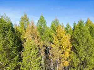 Carpathian Prints: Aerial view of a rural road with in yellow and orange autumn forest