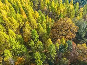Carpathian Prints: Aerial view of a rural road with in yellow and orange autumn forest
