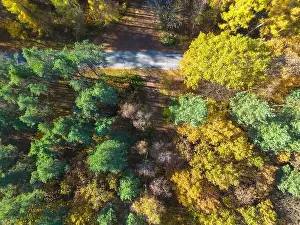 Carpathian Prints: Aerial view of a rural road with in yellow and orange autumn forest