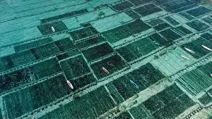 Top Down Prints: Aerial view of seaweed farm at Lembongan island in Indonesia
