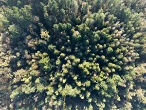 Aerial Landscape Collection: An aerial view shows a healthy forest near Mount Hood, Oregon