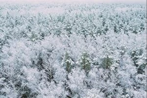 Aerial Landscape Collection: Aerial view of snow pine coniferous forest in landscape in winter. Top view from attitude