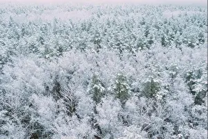 Russian Nature Prints: Aerial view of snow pine coniferous forest in landscape in winter