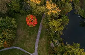 Aerial view of Sugar maple tree (Acer saccharum) in autumn
