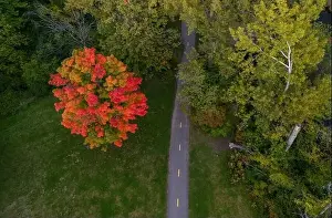 Riviere Prints: Aerial view of Sugar maple tree (Acer saccharum) in autumn