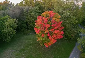 Riviere Prints: Aerial view of Sugar maple tree (Acer saccharum) in autumn