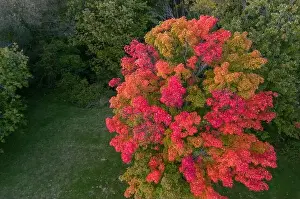 Riviere Prints: Aerial view of Sugar maple tree (Acer saccharum) in autumn