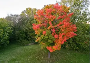 Riviere Prints: Aerial view of Sugar maple tree (Acer saccharum) in autumn