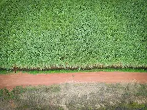 Aerial view sugarcane field nature plant agricultural farm background