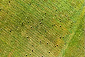 Aerial View of Summer Field Landscape With With Dry Hay Bales During Harvest. Trails Lines on Farmland. Top View Agricultural Landscape. Drone View. B