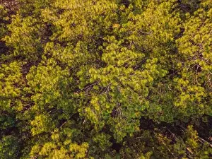 Aerial top view of summer green trees in forest in rural Finland. Drone photography