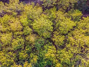 Mountain Street Prints: Aerial top view of summer green trees in forest in rural Finland. Drone photography