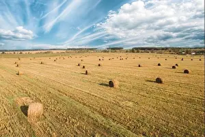 Aerial View Of Summer Hay Rolls Straw Field Landscape. Haystack, Hay Roll In Summer Sunny Day. Bright Blue Sky Above Field Landscape. Harvest Season