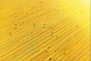 Aerial View Of Summer Hay Rolls Straw Field Landscape In Evening. Natural Agricultural Background Backdrop Harvest Season. Sunbeam Sunlight Sunshine